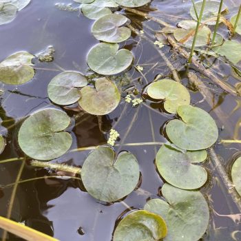 Renouée du Japon (PAEE)