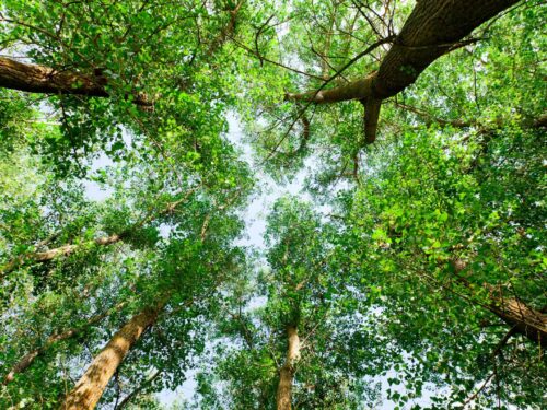 ARBRES